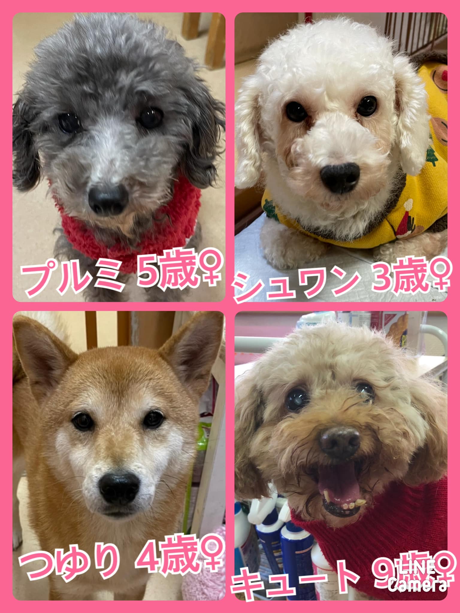 🐾今日の里親様募集中ワンコ🐶メンバーです🐾【保護犬カフェ天神橋店】